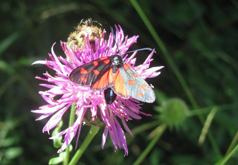 Zygaena transalpina?